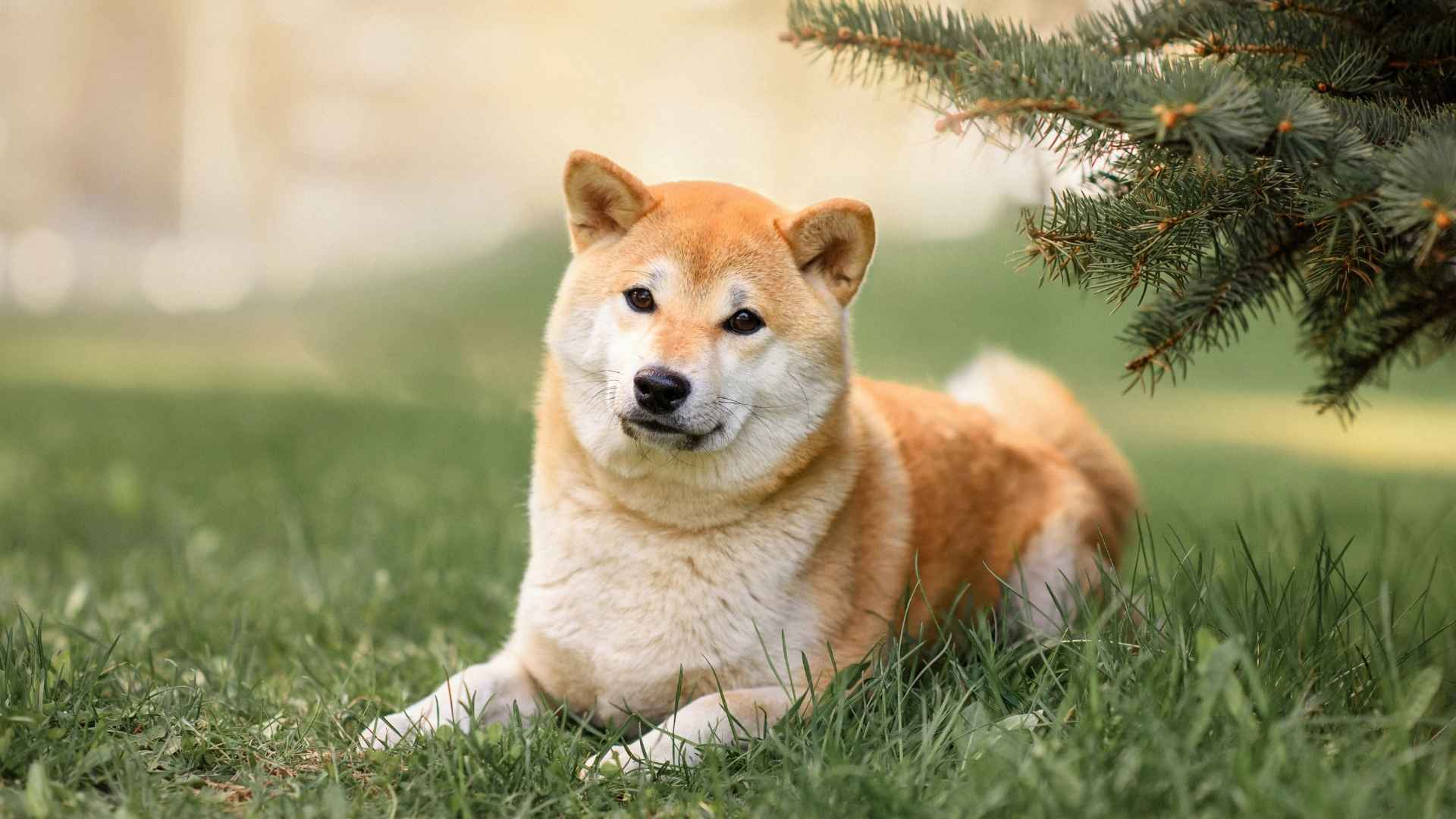 7 Coolest Dog Breeds Admired for Their Beauty