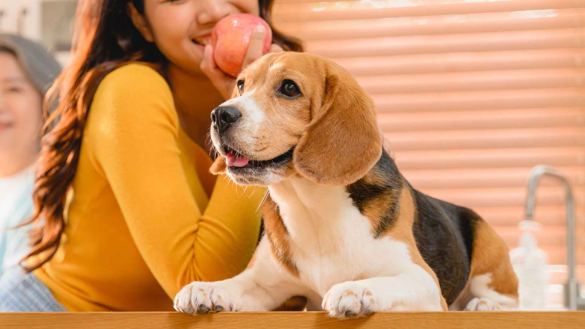 7 Coolest Dog Breeds For Happiness Seekers