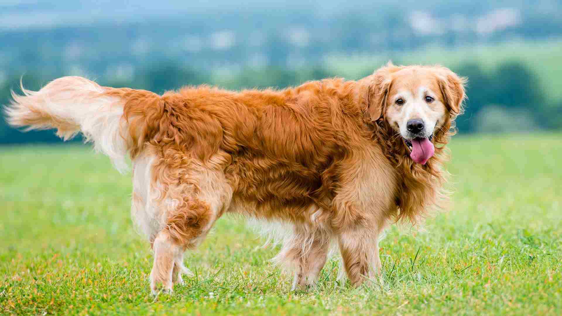7 Coolest Dog Breeds With Impressive Memory Skills