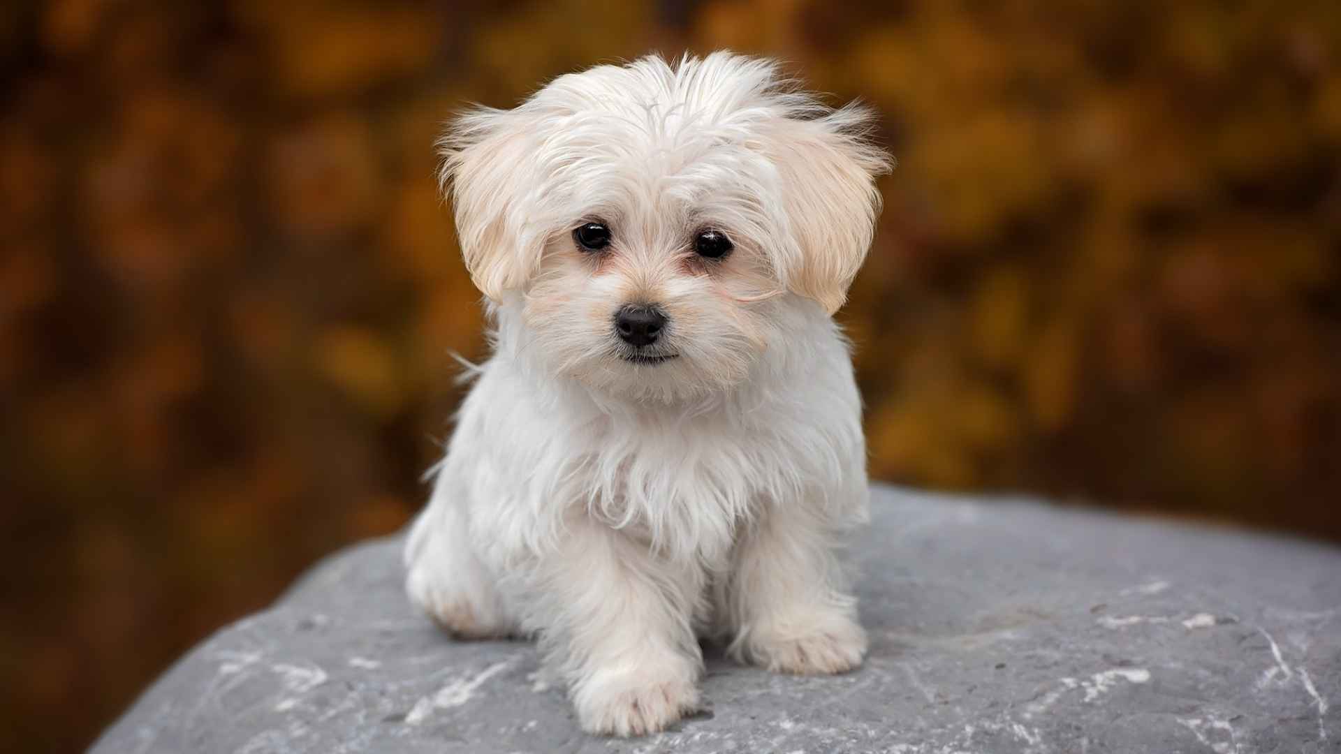 7 Cutest & Smallest Dog Breeds in the World