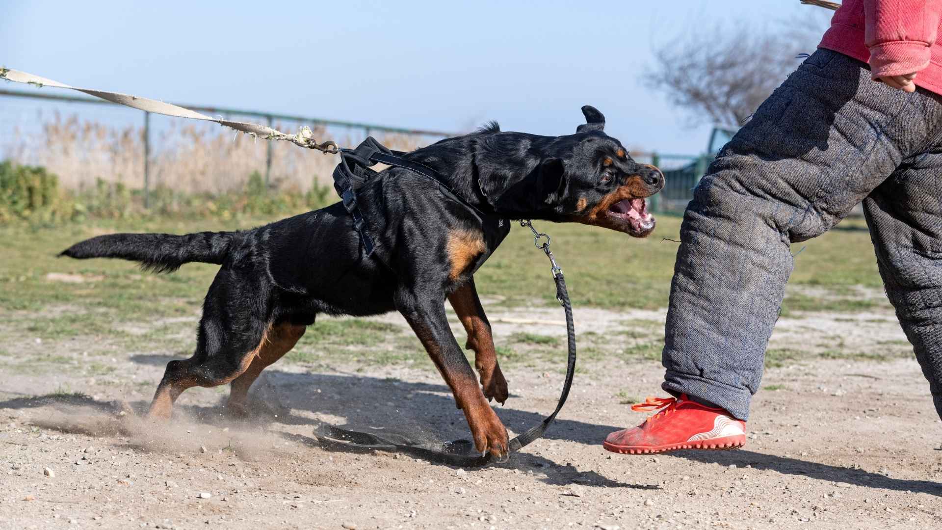 7 Dangerous Temperamental Dog Breeds With Worst Behavior