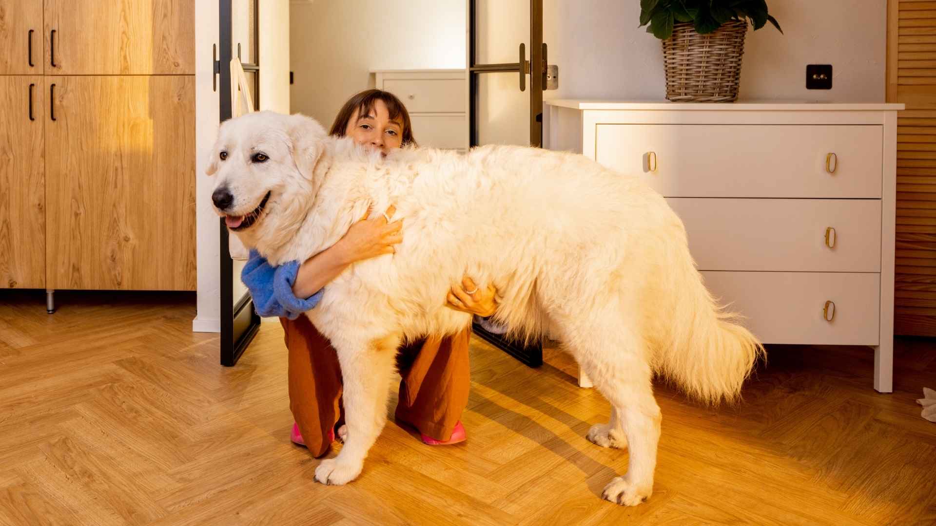 7 Devoted Dog Breeds That Won't Let You Down