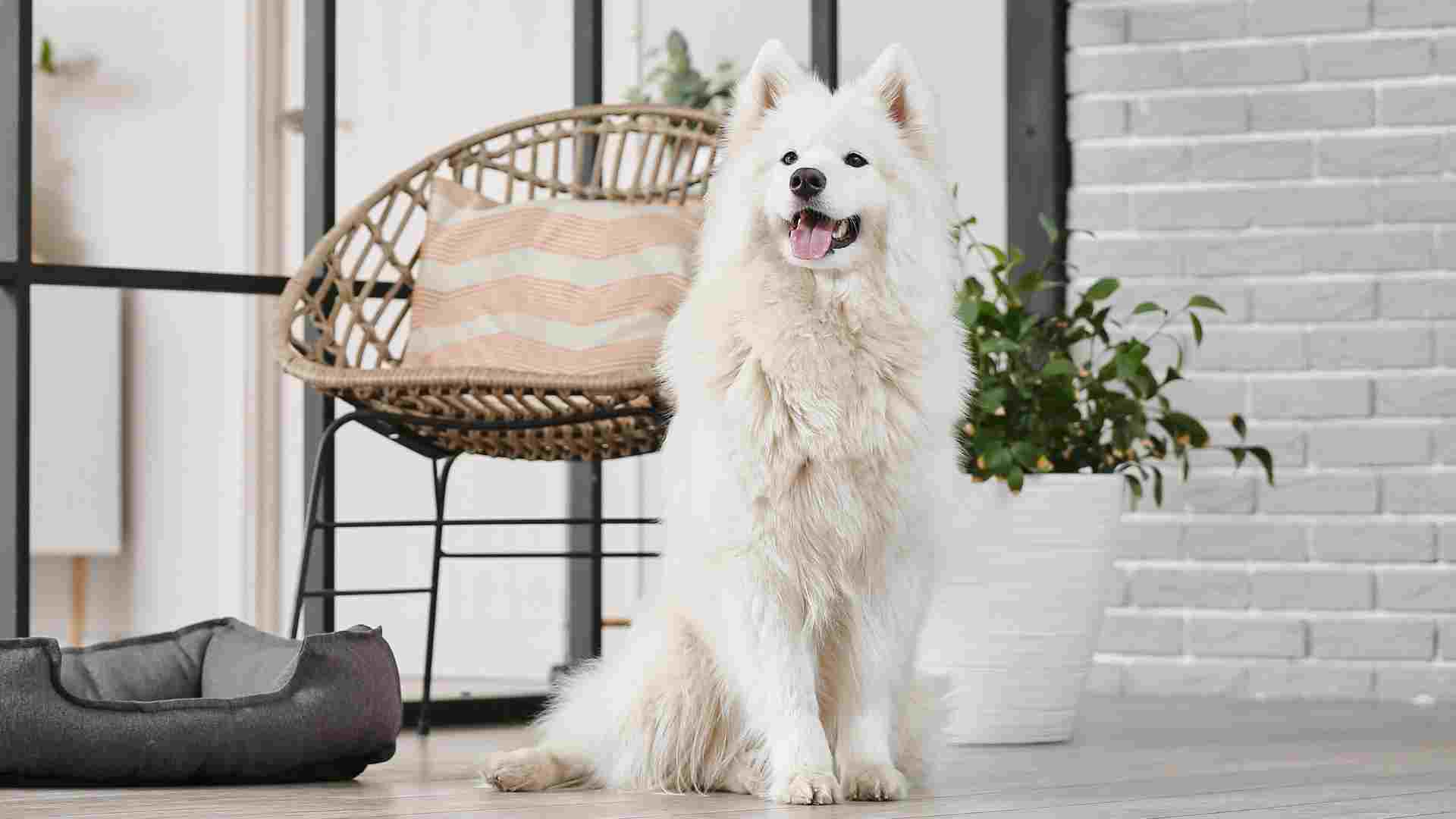 7 Dog Breeds Famous for Their Smiles That Will Brighten Your Day
