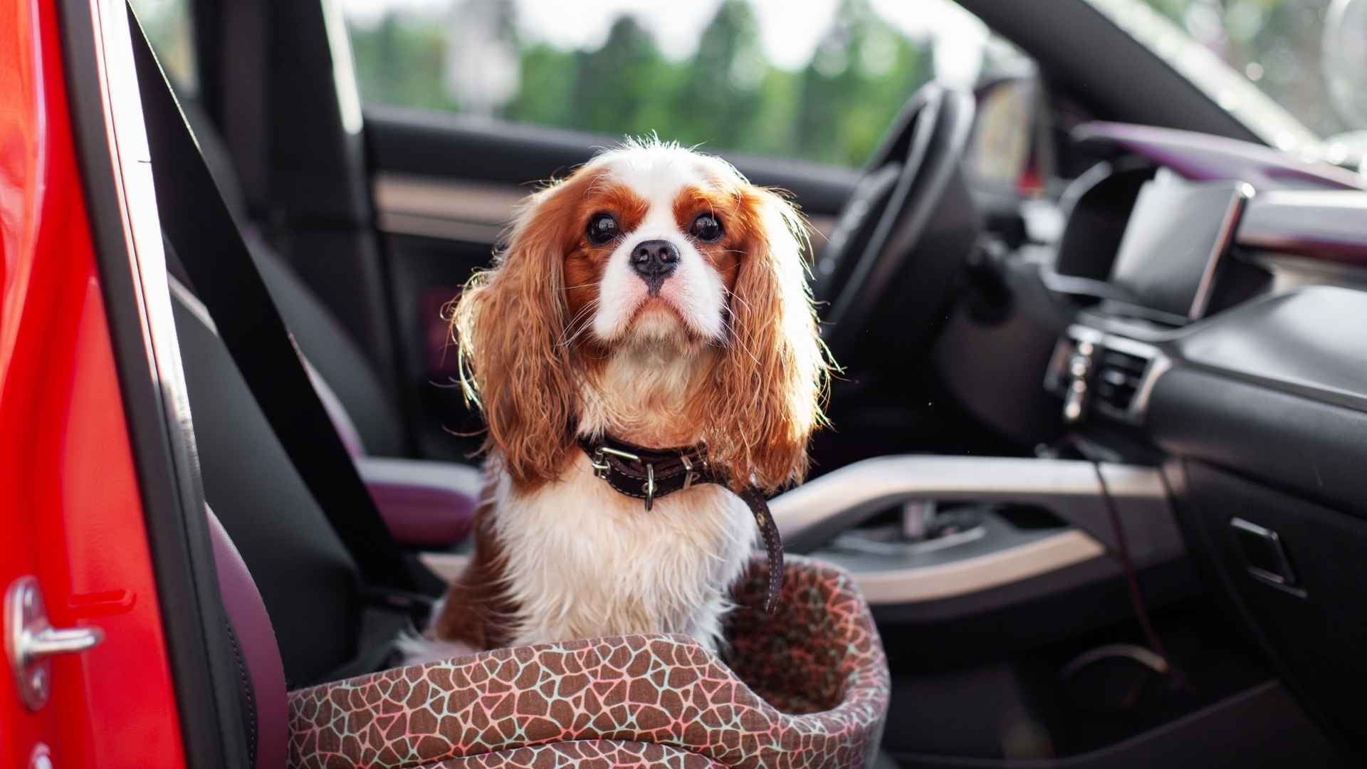 7 Dog Breeds For Frequent Travellers