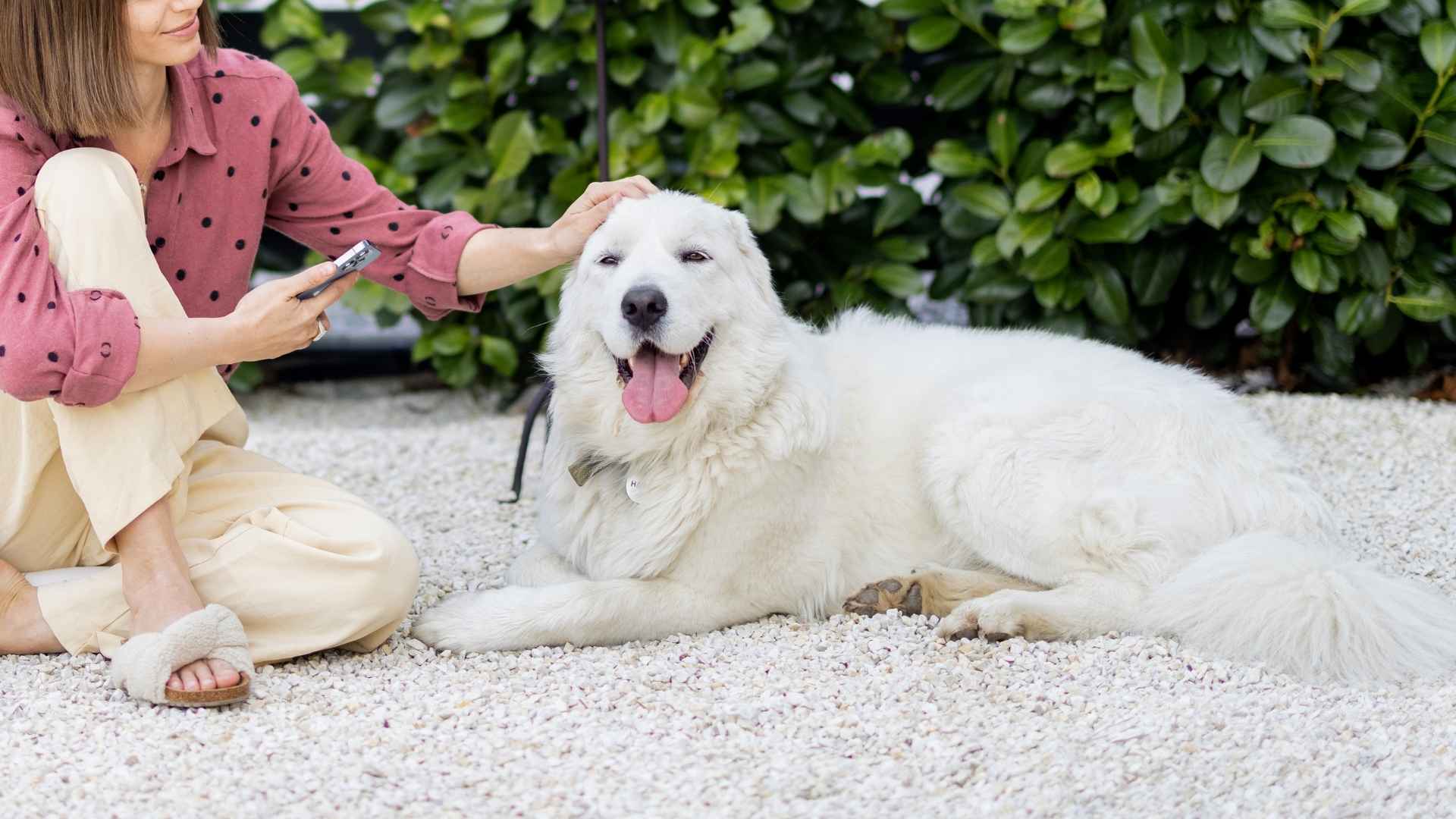 7 Dog Breeds Showing Consistent Loyalty at All Costs