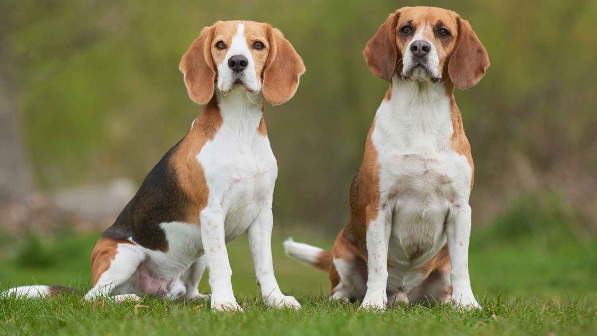 7 Dog Breeds That Age Gracefully Without Wrinkles