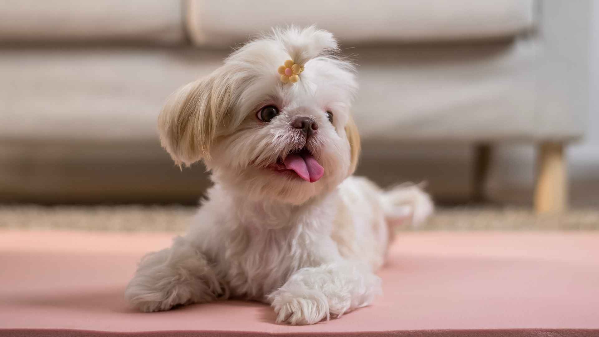 7 Dog Breeds That Are Awesome And Make The Perfect Pets