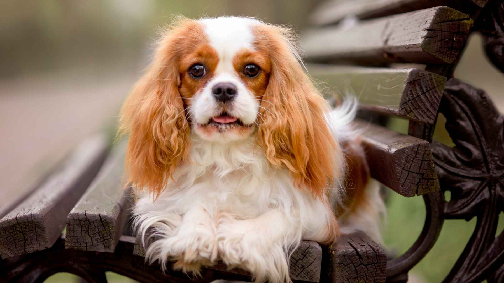 7 Dog Breeds That Are Basically Forever Puppies