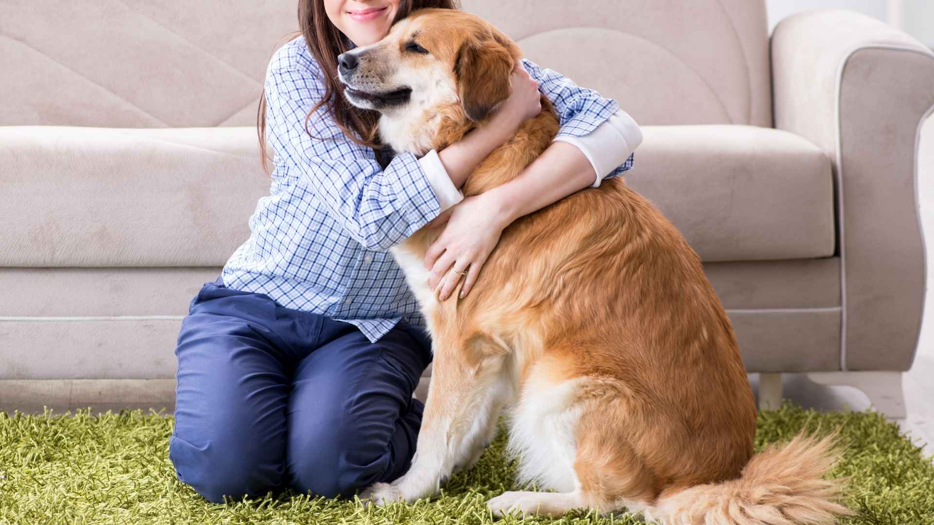7 Dog Breeds That Are Basically Velcro In Fur Form