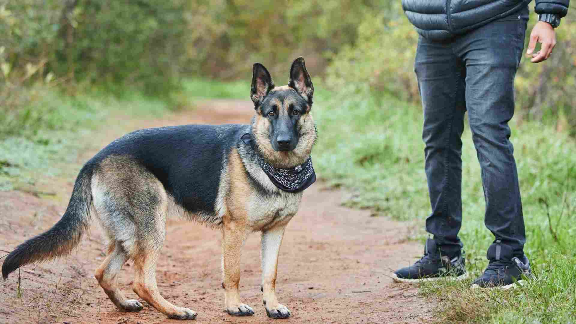 7 Dog Breeds That Are Likeliest To Protect You