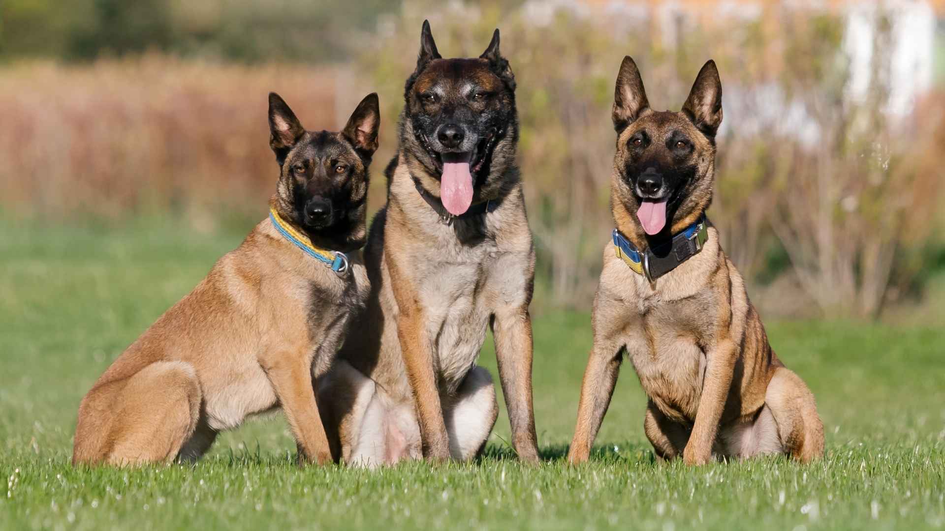 7 Dog Breeds That Are Natural-Born Leaders In The Pack