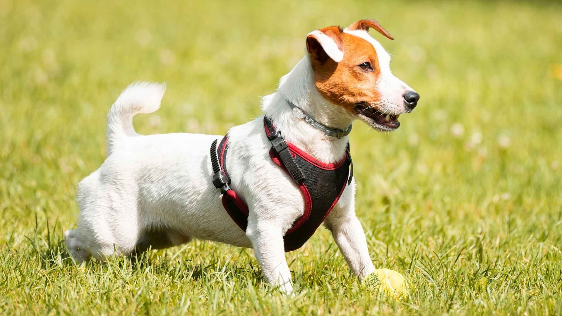 7 Dog Breeds That Are Strong And Stay Small Forever