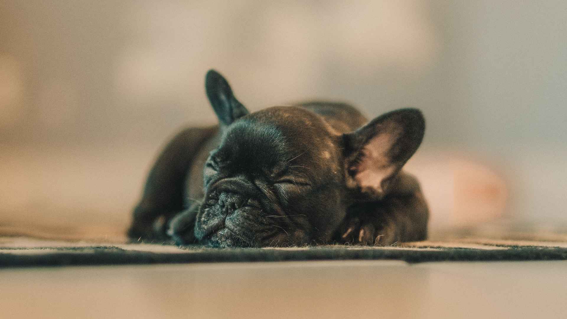 7 Dog Breeds That Fall Asleep Even When Called Repeatedly