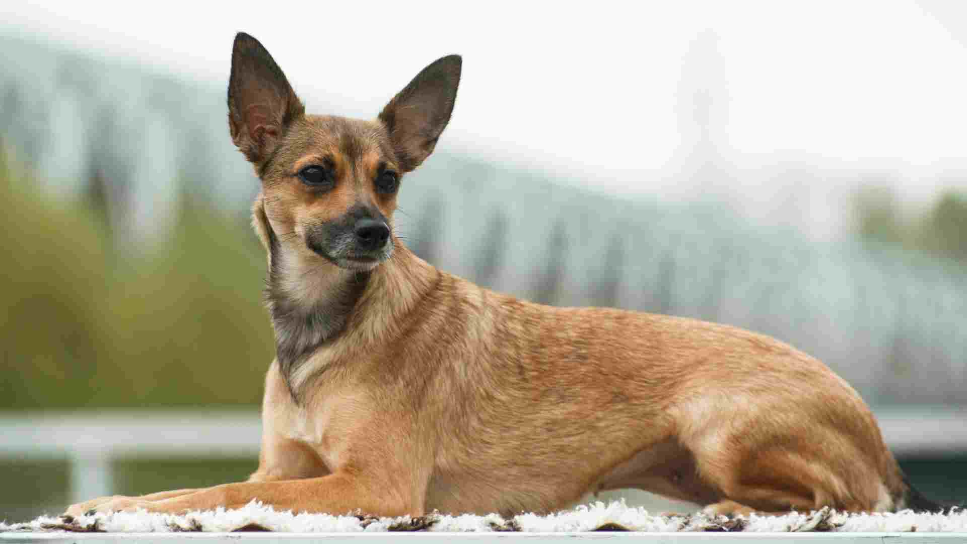 7 Dog Breeds That Few People Know About