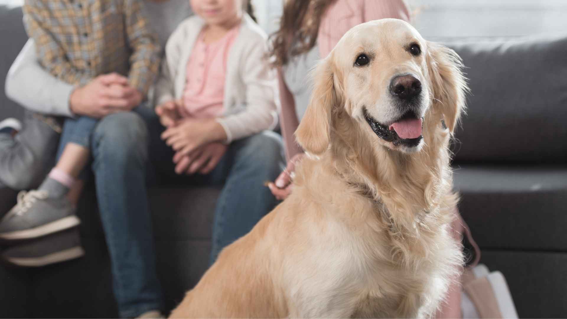 7 Dog Breeds That Never Forget Family Connections and Their Loyalty