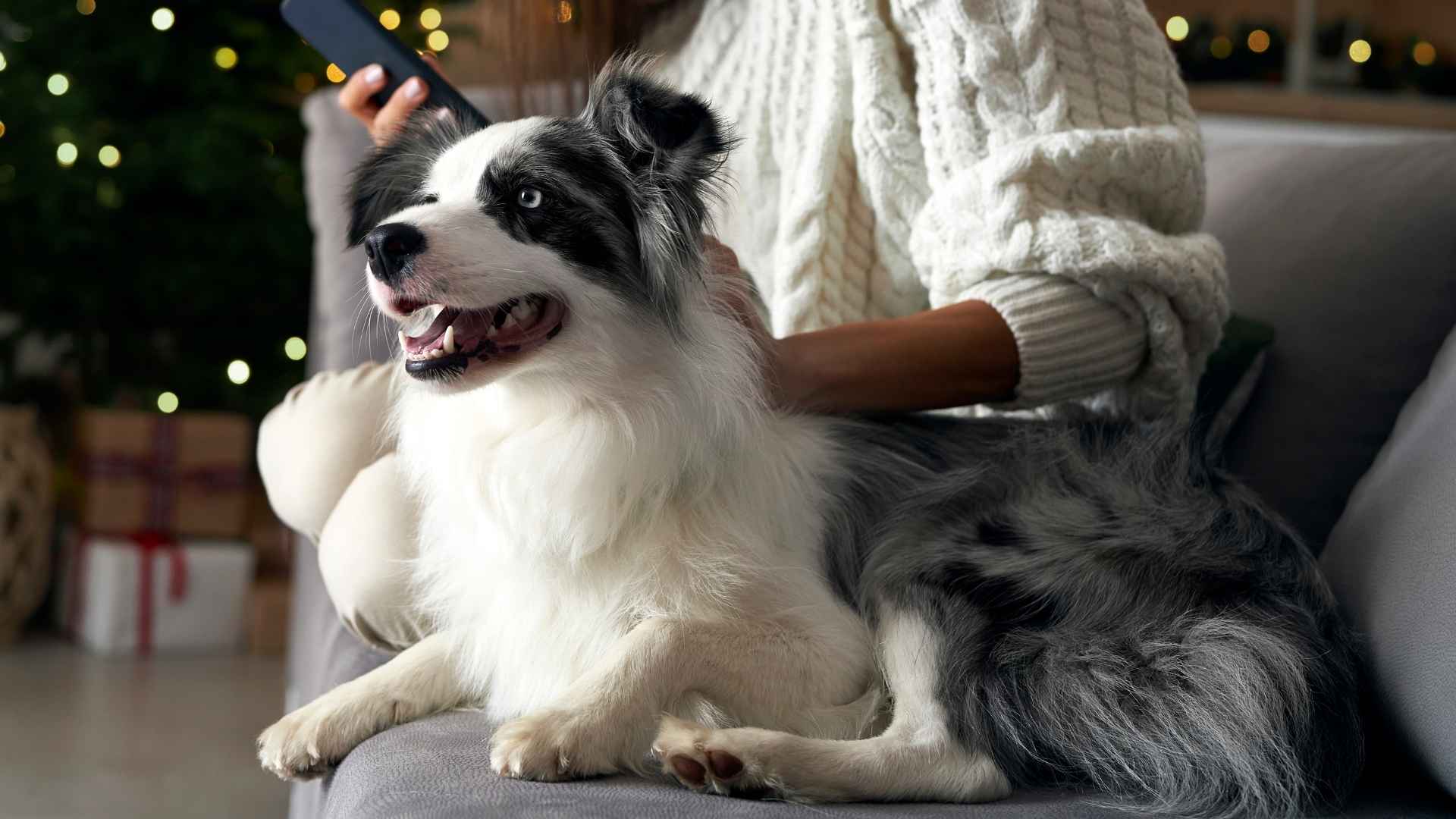 7 Dog Breeds That Never Forget a Friendly Face