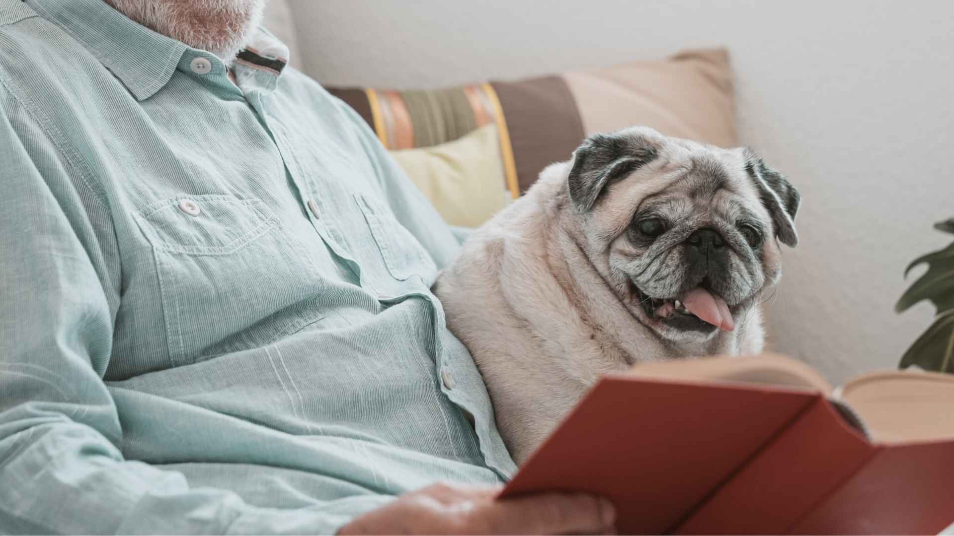7 Dog Breeds That Sit Beside Seniors Reading Books