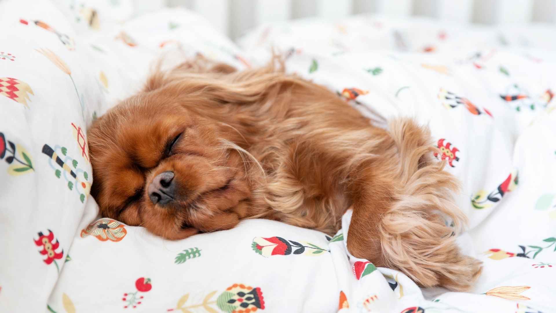 7 Dog Breeds That Sleep Calmly Through Busy Household Days