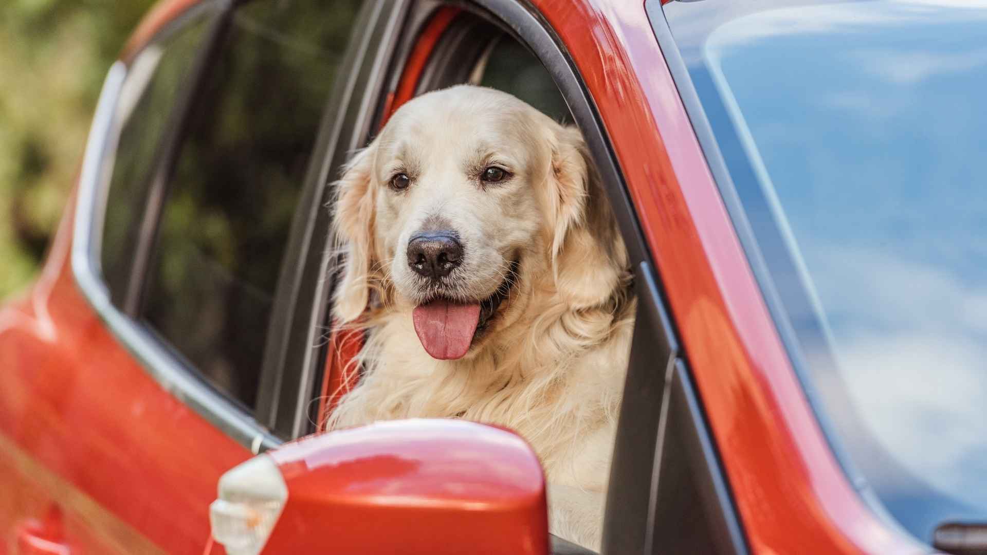 7 Dog Breeds That Stay Calm During Long Car Rides