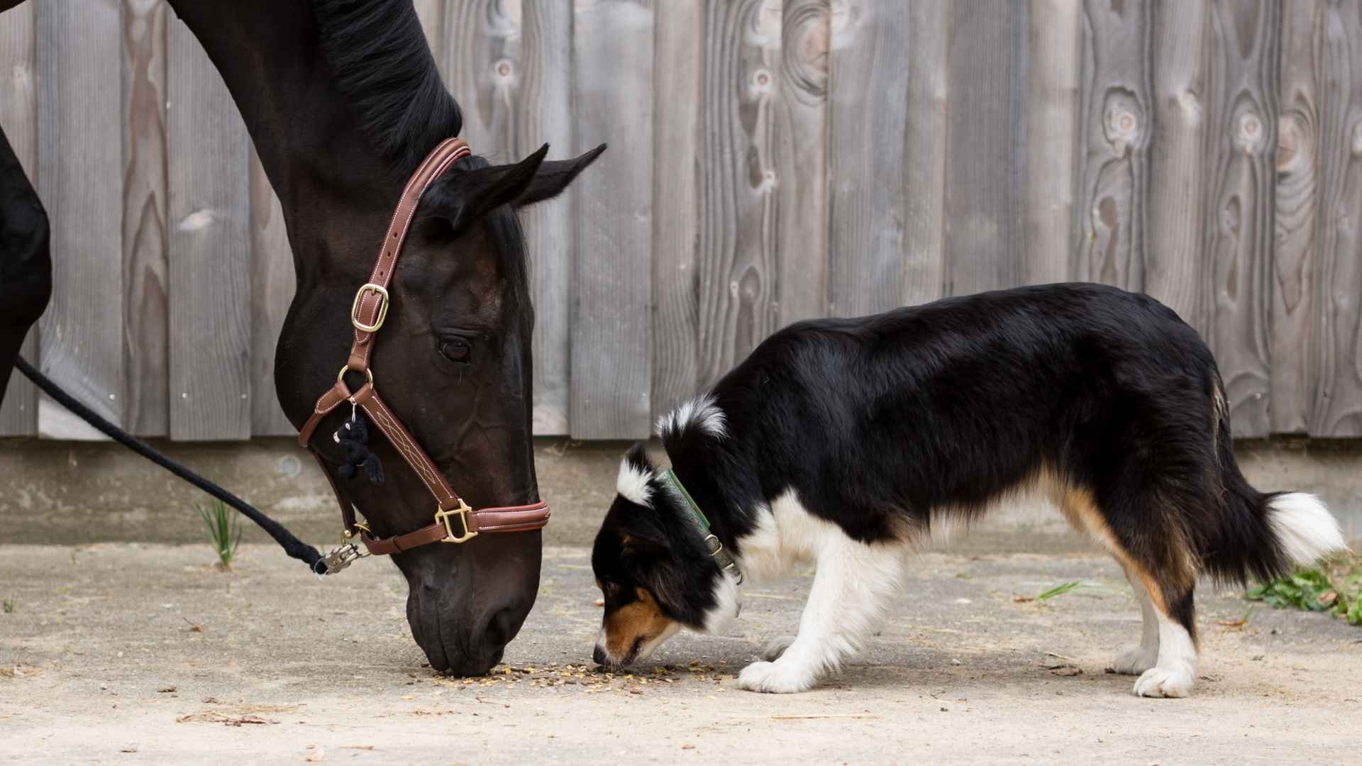 7 Dog Breeds That Stay Friendly With Horses On Farms
