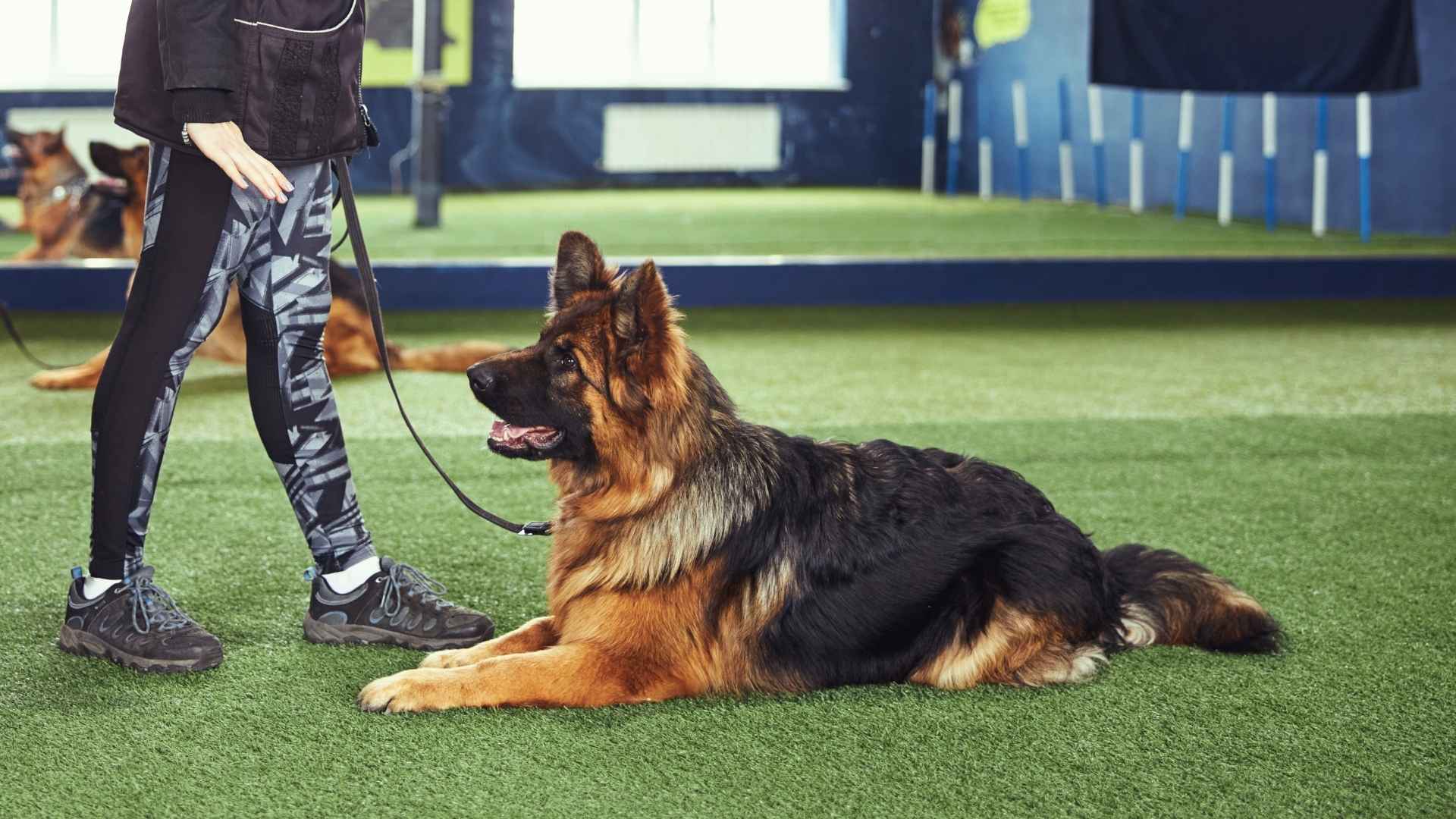 7 Dog Breeds That are Highly Obedient