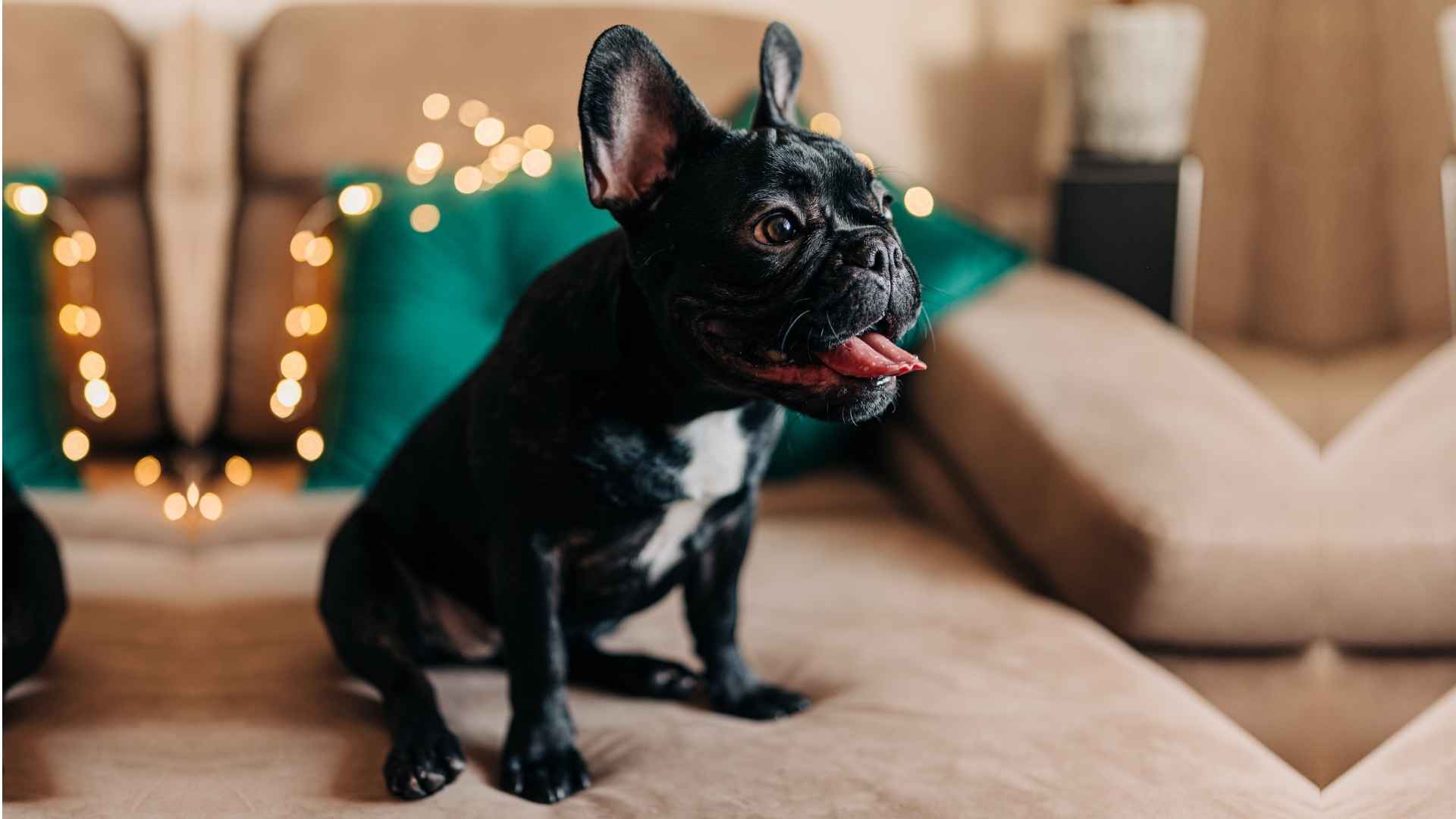7 Dog Breeds With Goofy Playful Traits