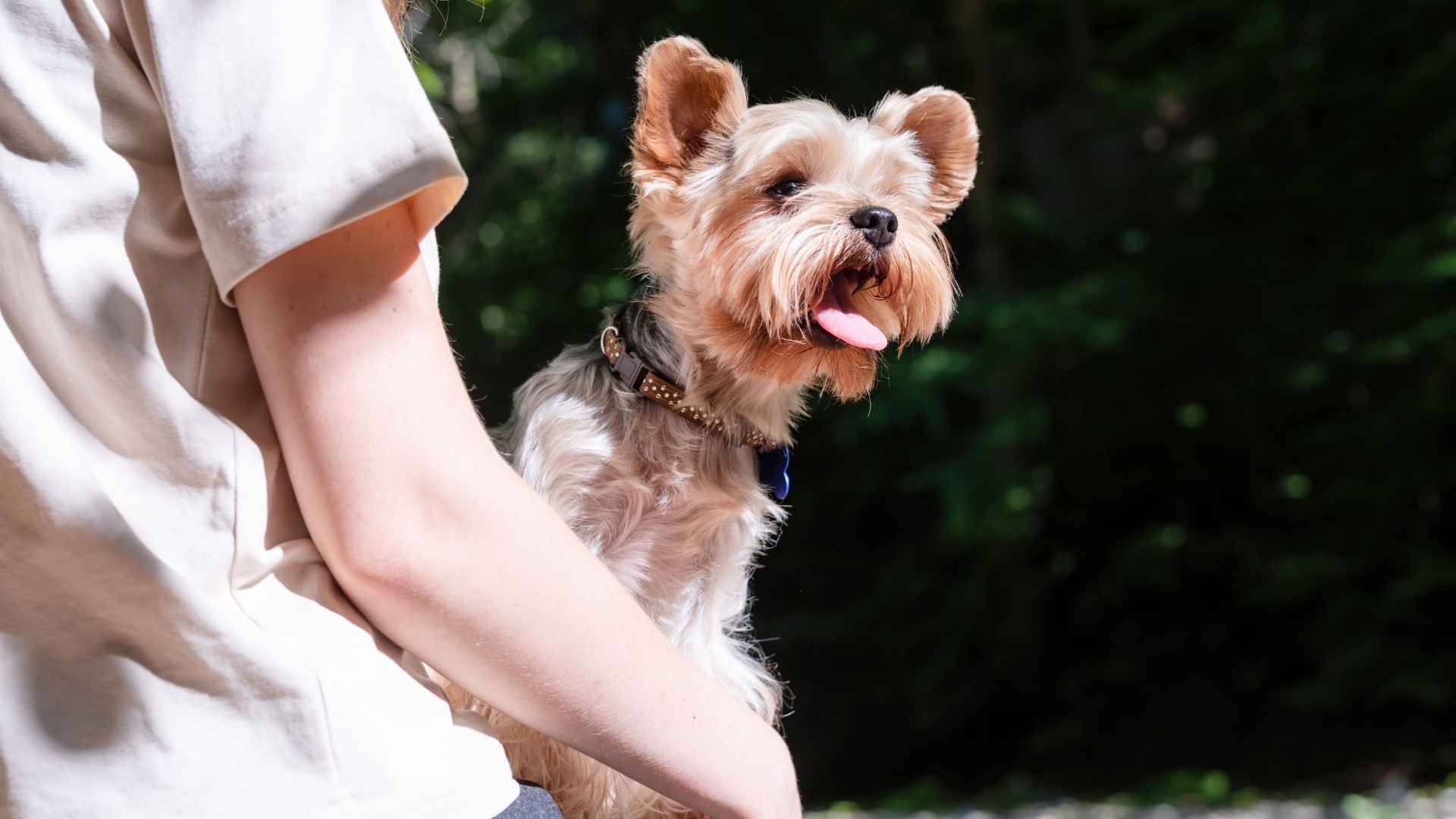 7 Dog Breeds With High Sensitivity That Love To Bark
