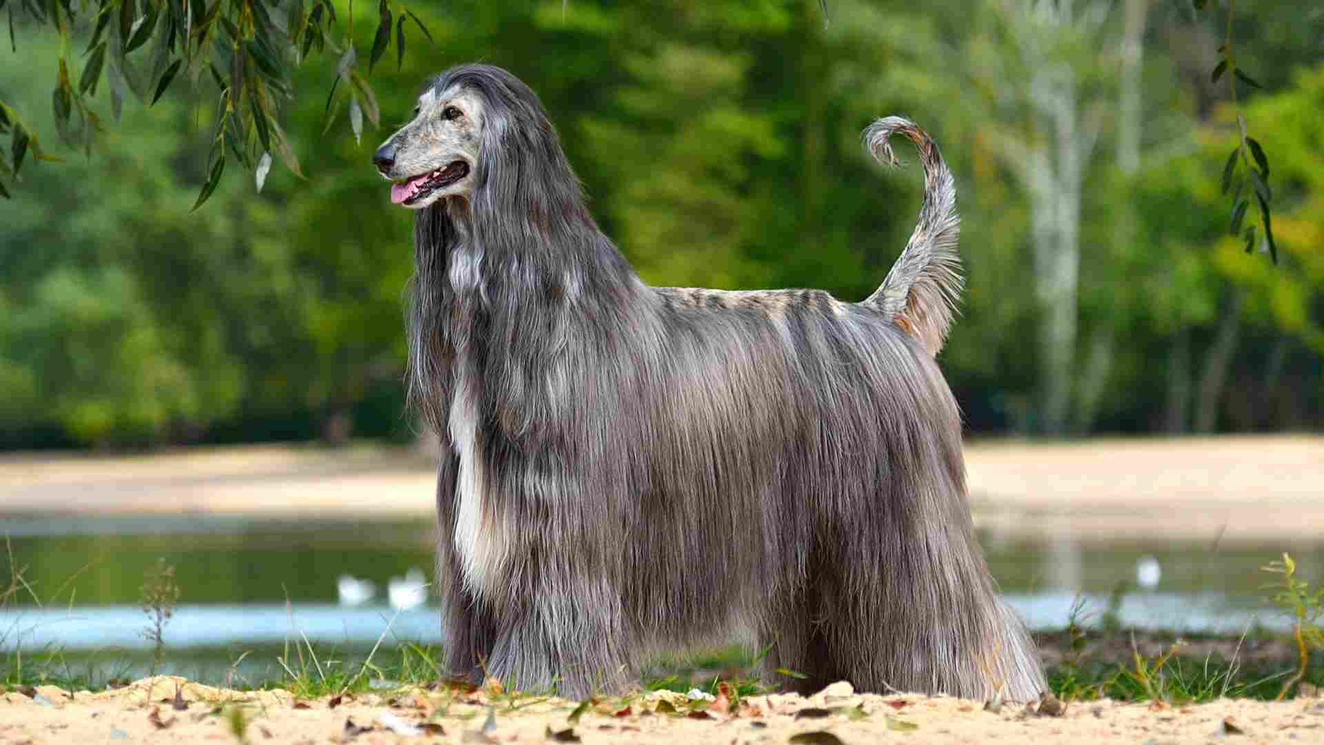 7 Dog Breeds You Don’t Want as Pets