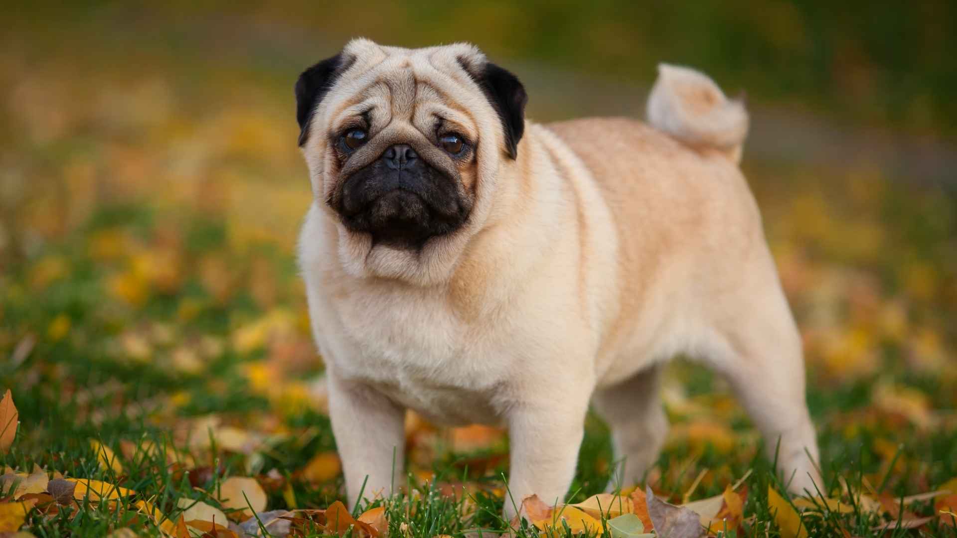 7 Dog Breeds to Avoid If You Want A Healthy Pet