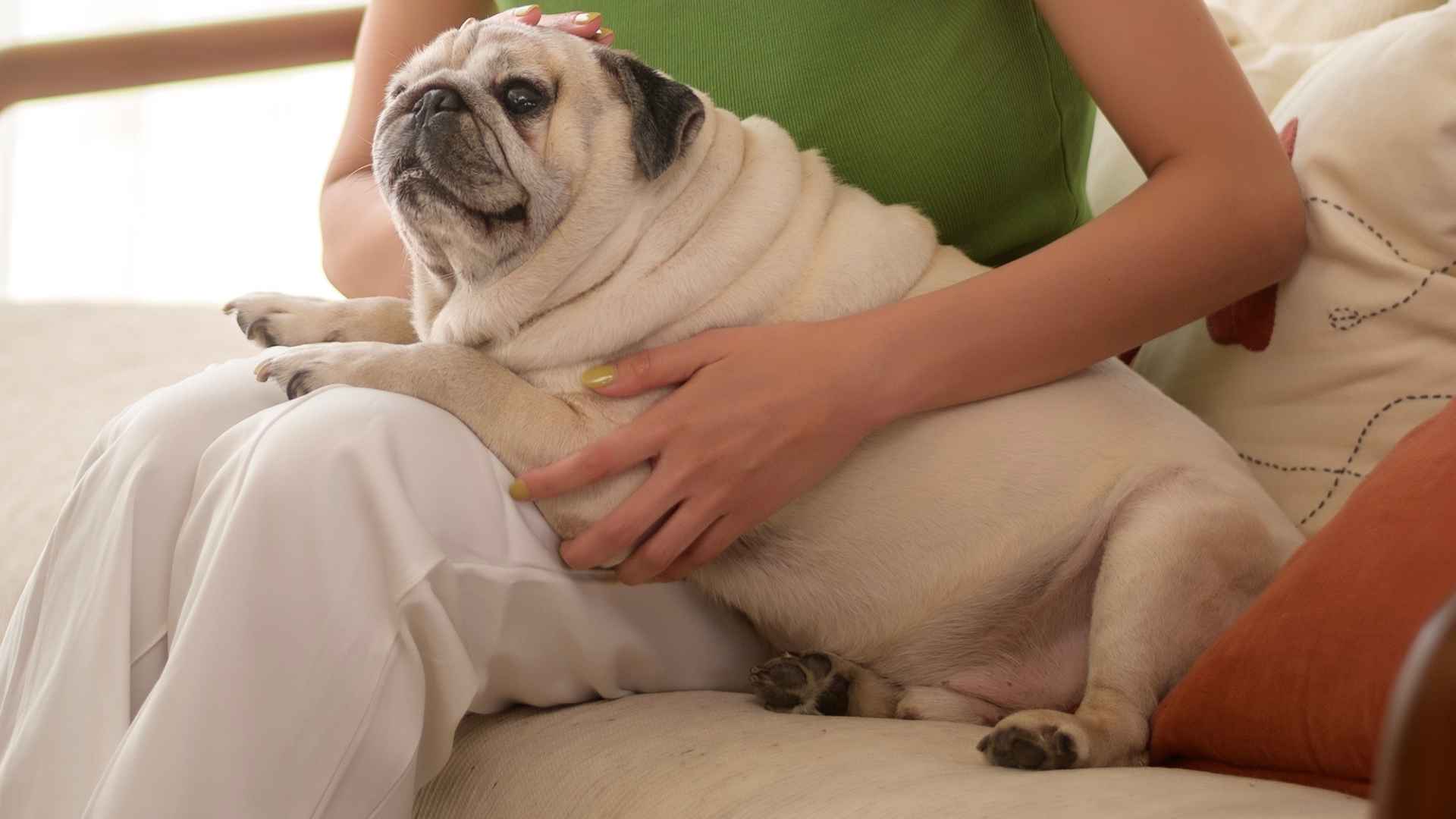 7 Easygoing Dog Breeds Designed For Quiet Times