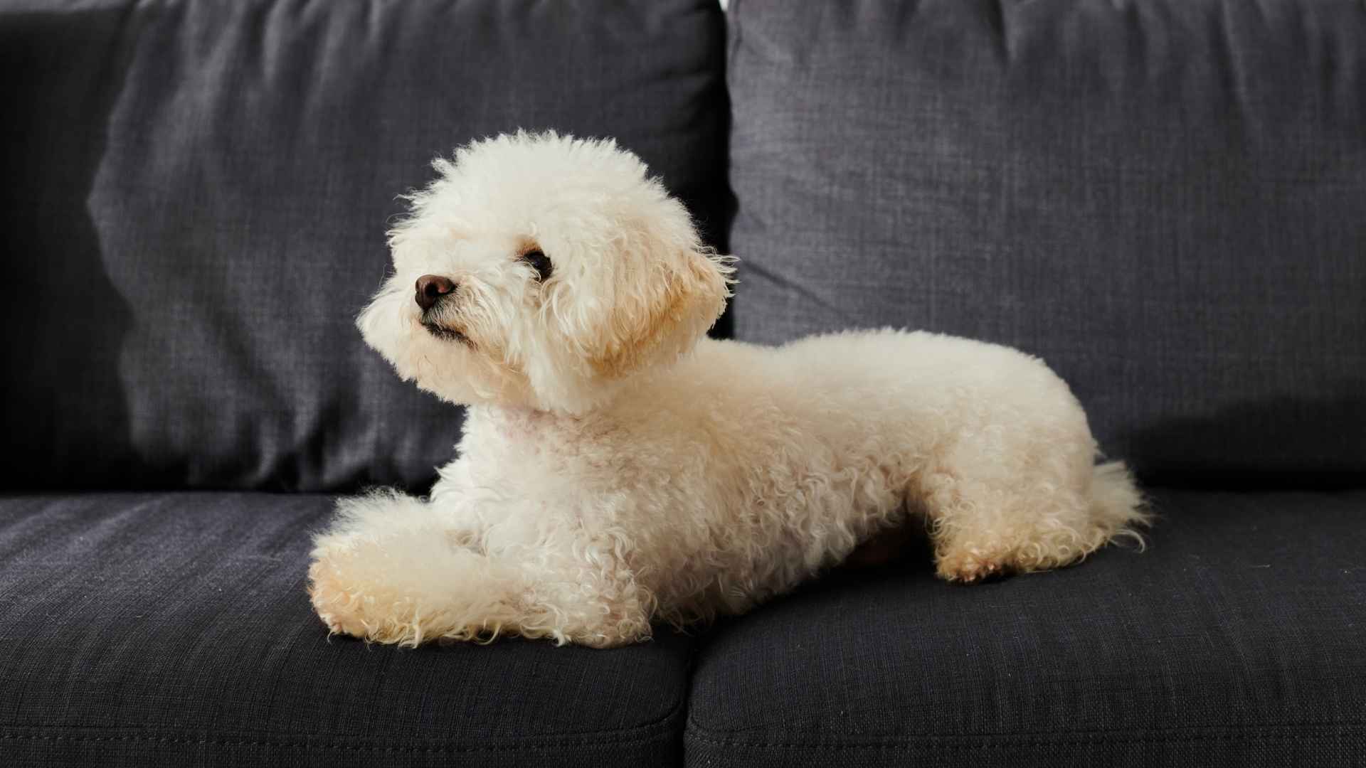 7 Easygoing Dog Breeds For A Slower Life Style
