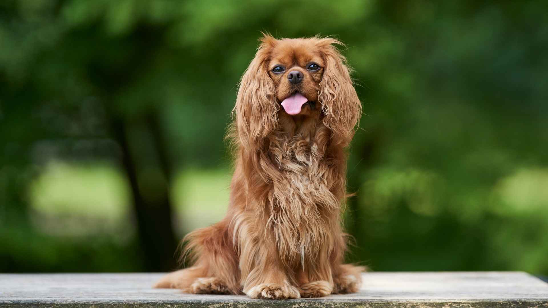 7 Easygoing Dog Breeds For A Softer Touch On Life