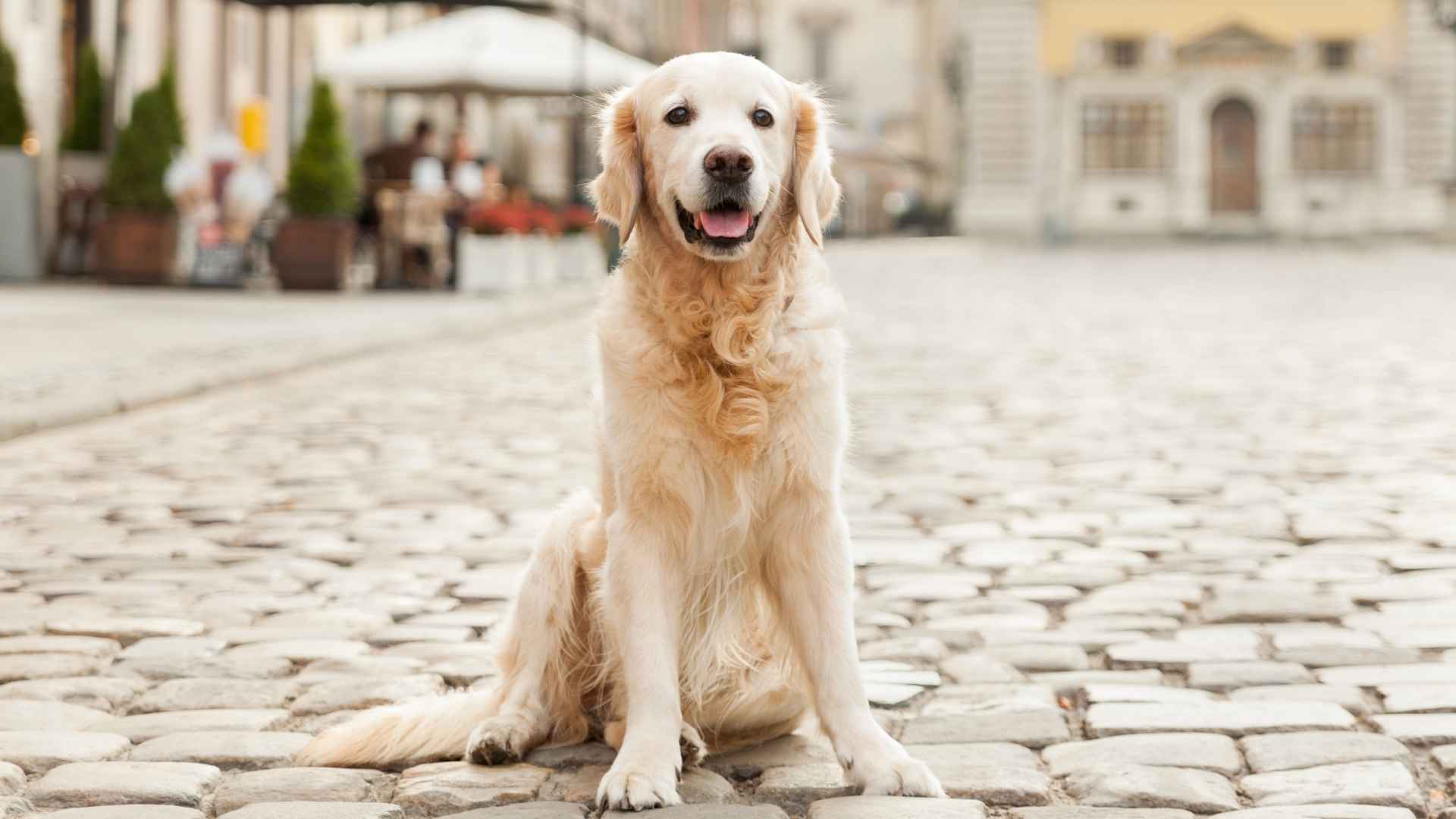 7 Easygoing Dog Breeds For City Slickers