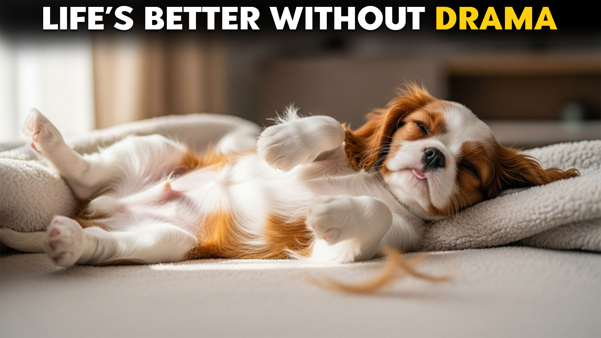 7-Easygoing-Dog-Breeds-For-Those-Who-Prefer-Less-Drama