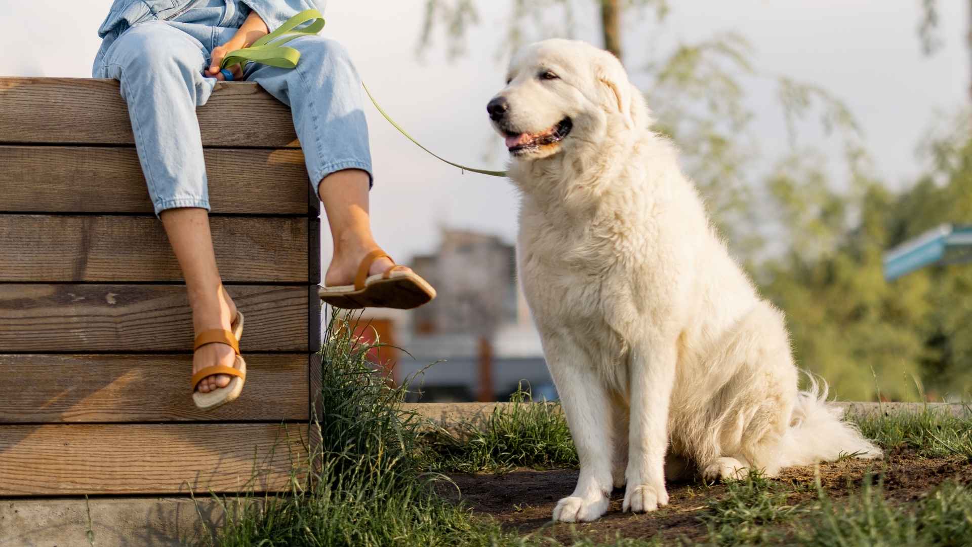 7 Extra Large Giant Dog Breeds Known for Protection