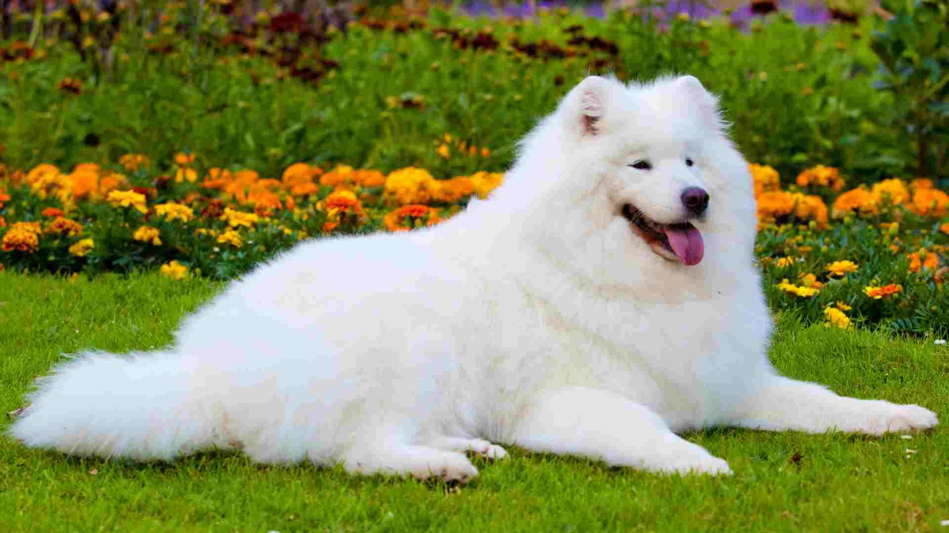 7 Extreme Expensive Dog Breeds That Won't Go Down Easy