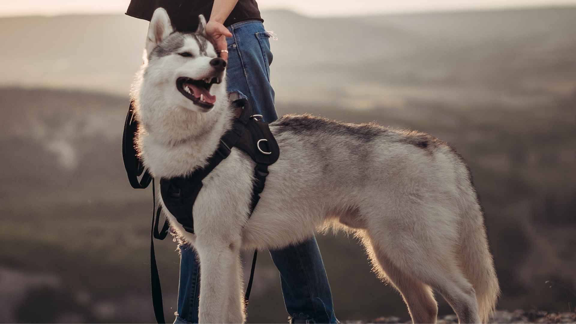 7 Famous Loyal Dog Breeds Trusted In Harsh Conditions