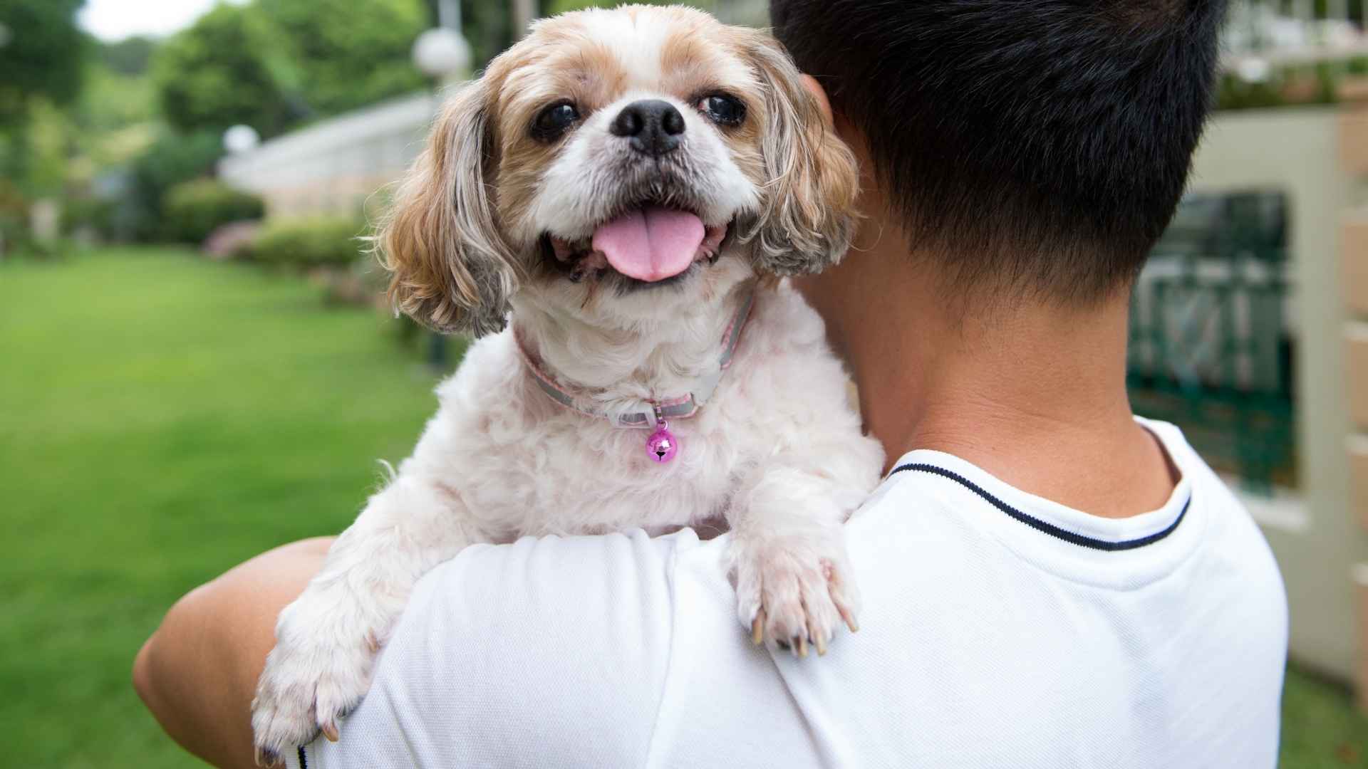 7 Friendliest Dog Breeds Ever — Perfect Pets for First-Time Owners