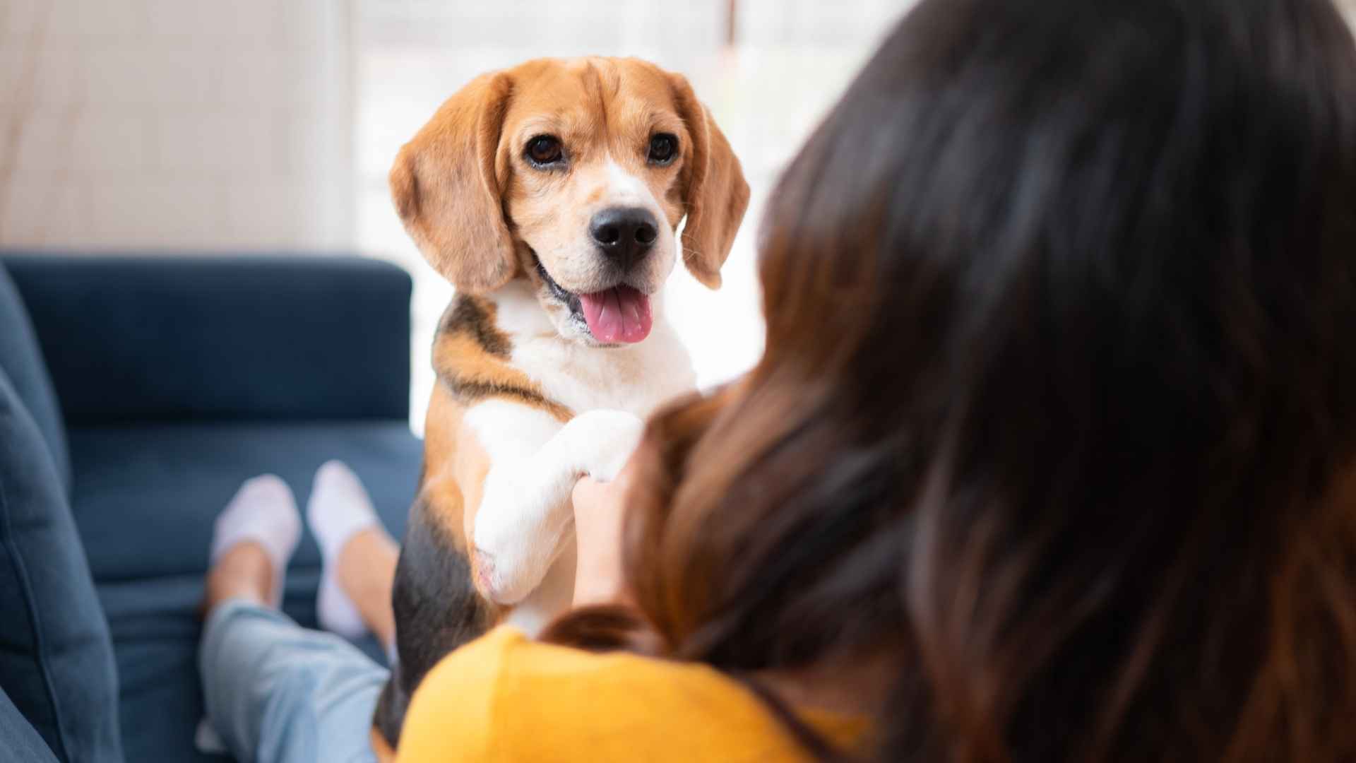 7 Friendliest Dog Breeds Everywhere