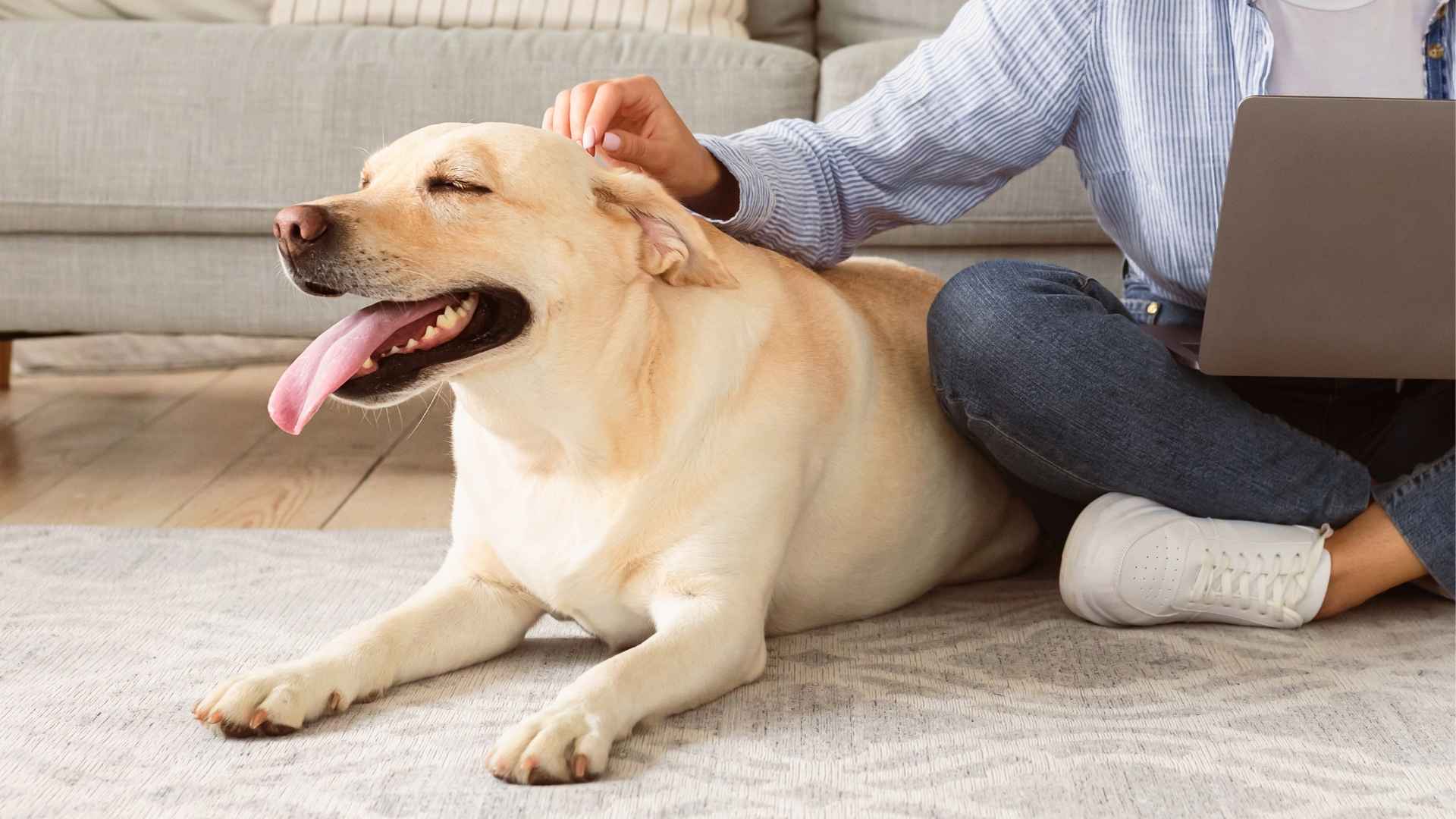 7 Friendly Dog Breeds To Choose When Starting