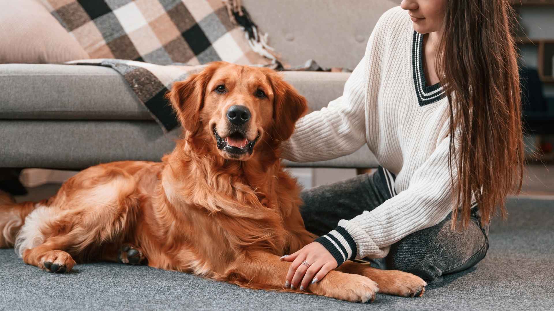 7 Friendly Dog Breeds You Won't Regret Adopting