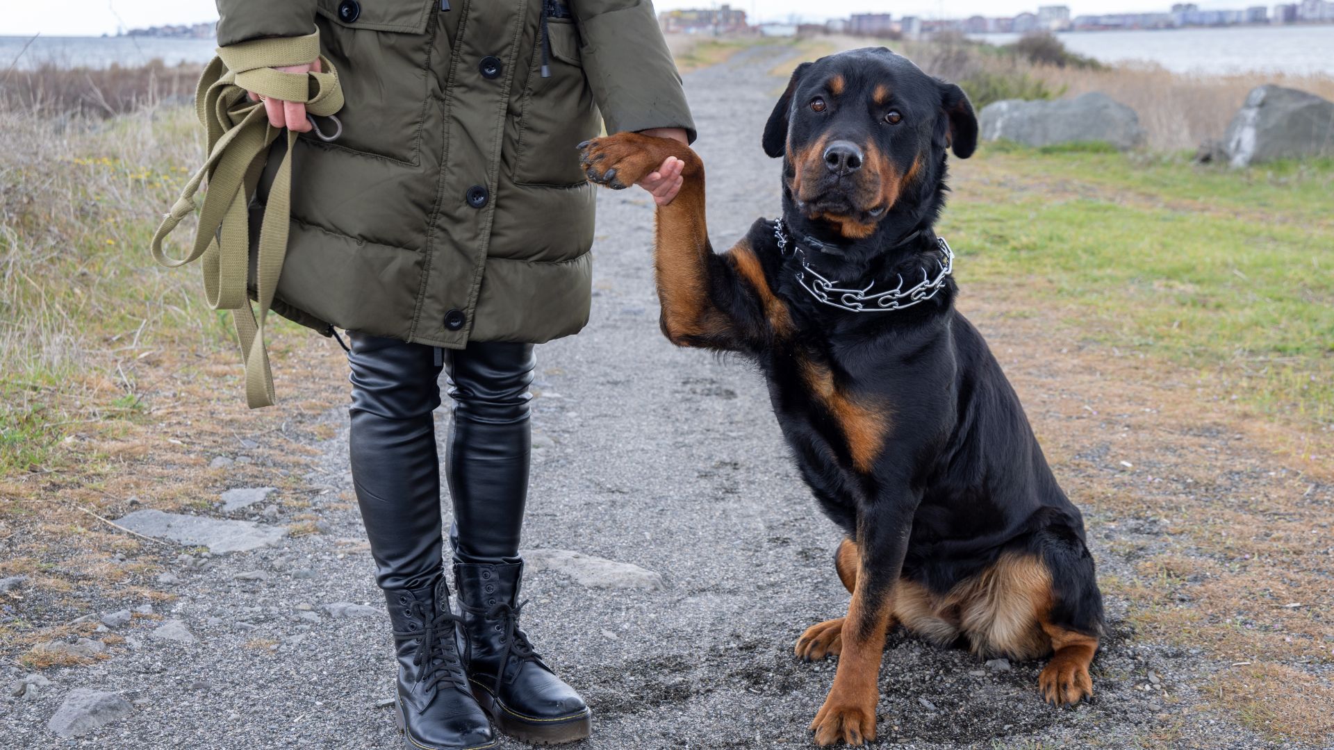 7 Guard Dog Breeds For Women Known For Their Loyalty