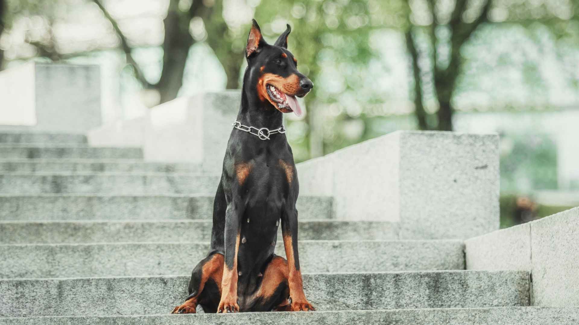 7 Guard Dog Breeds That Intimidate Without Aggression