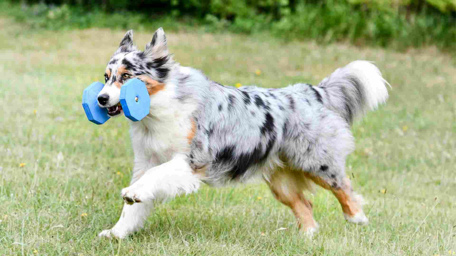 7 Happiest Dog Breeds Encouraging Playtime