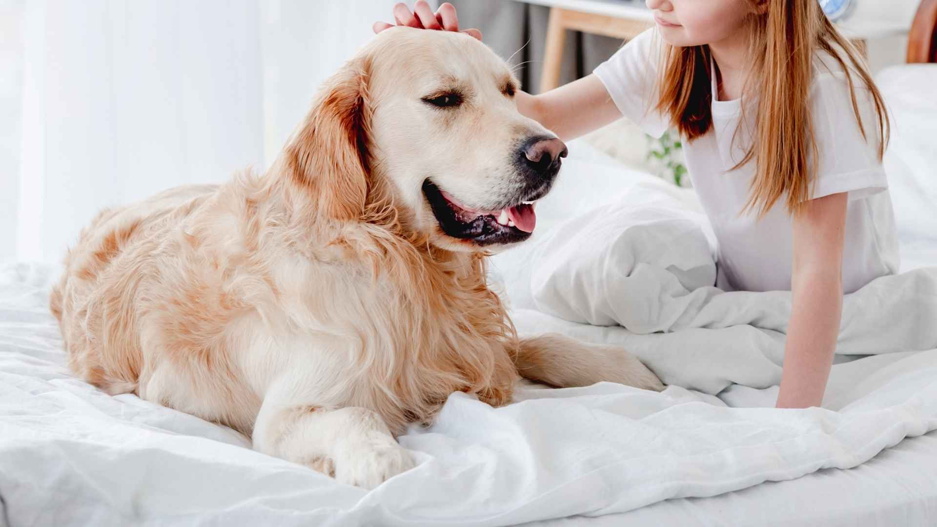 7 Happiest Dog Breeds For Morning People