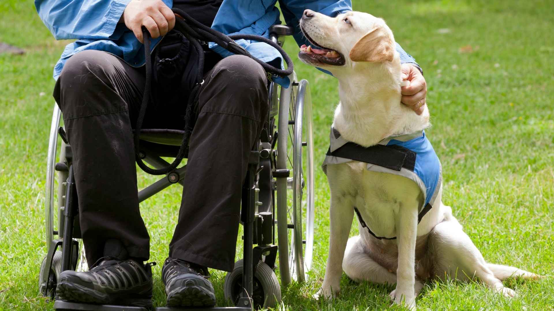 7 Happiest Dog Breeds For Public Service Organizations