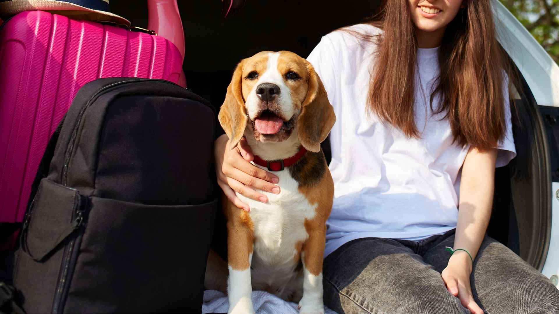 7 Happiest Dog Breeds For Travelers Looking For Adventure