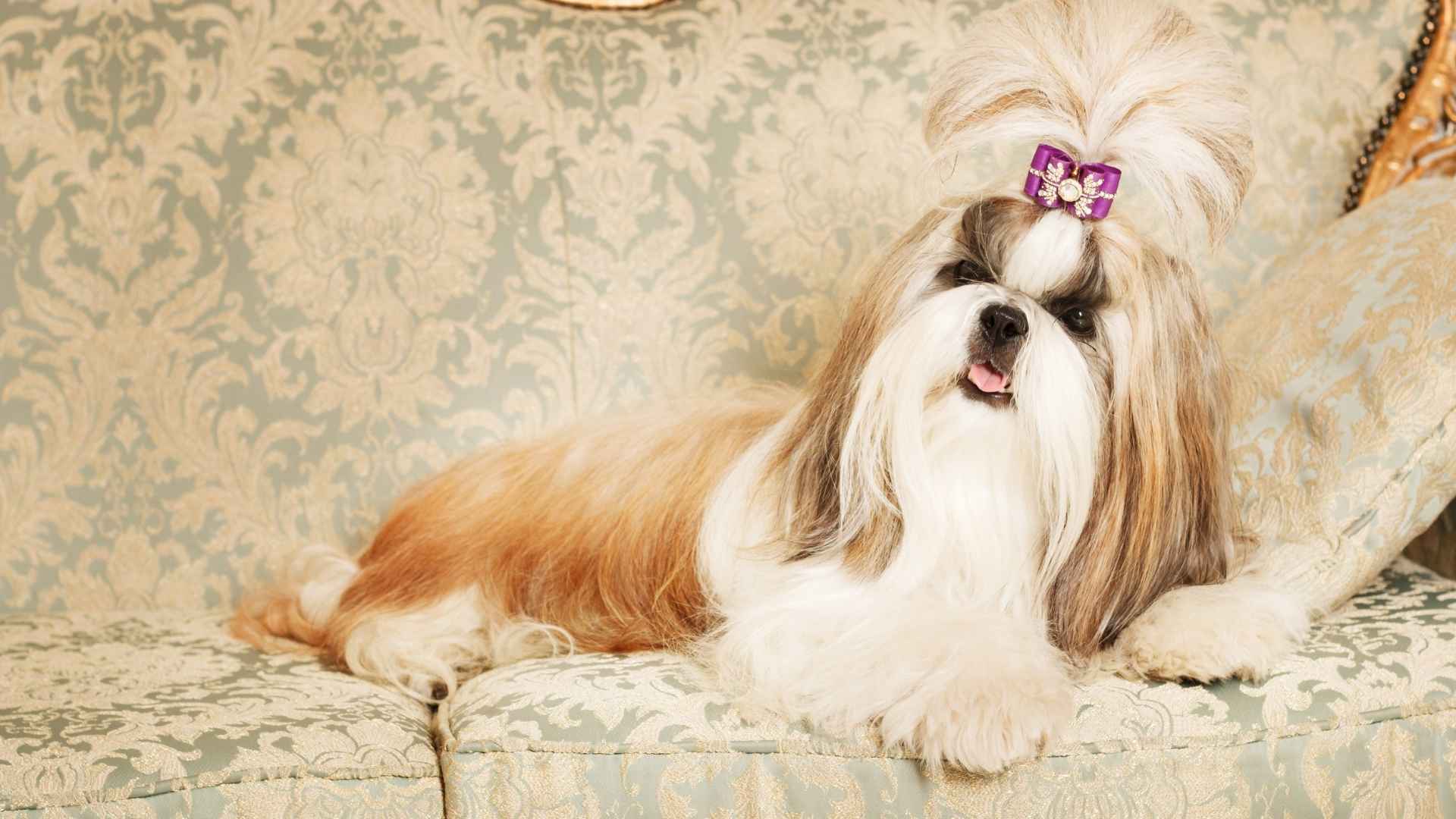 7 Happiest Dog Breeds For Trend Setters