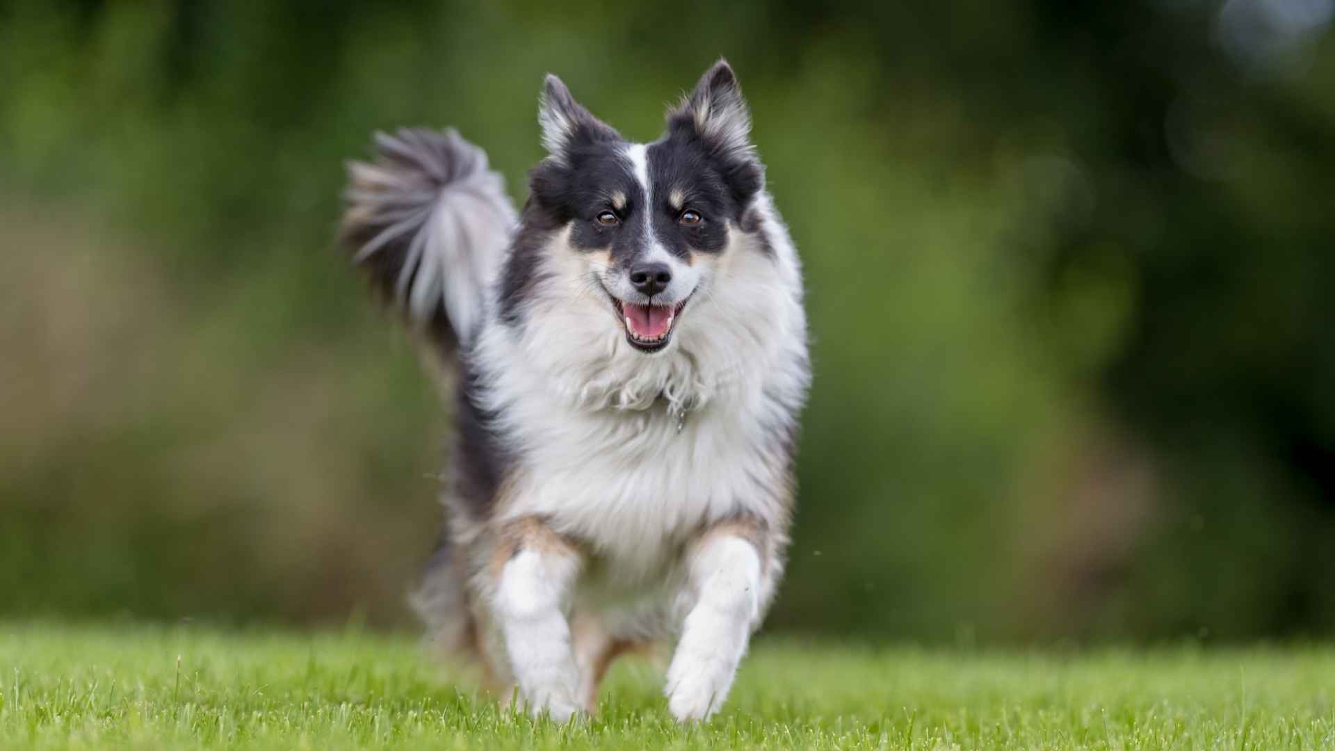 7 Happiest Dog Breeds That Will Always Smile