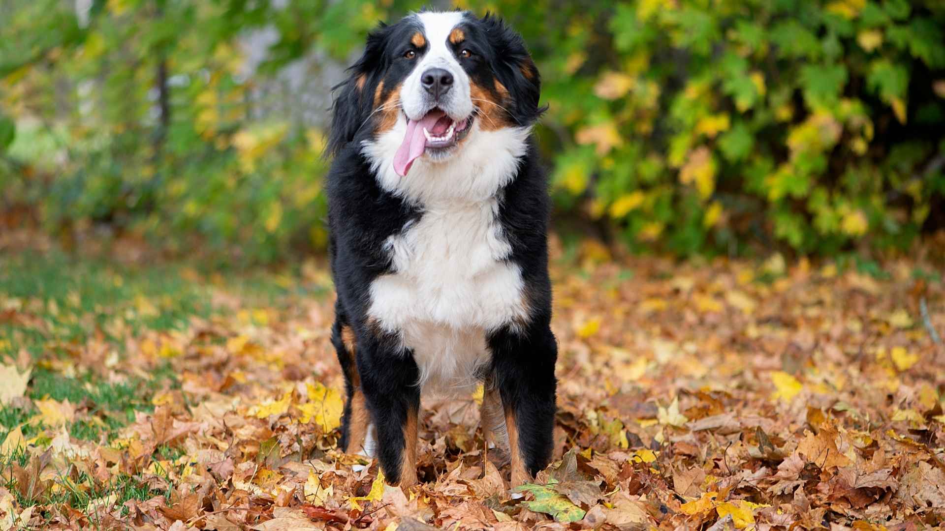 7 Happiest Gentle Giant Dog Breeds That Will Melt Your Heart